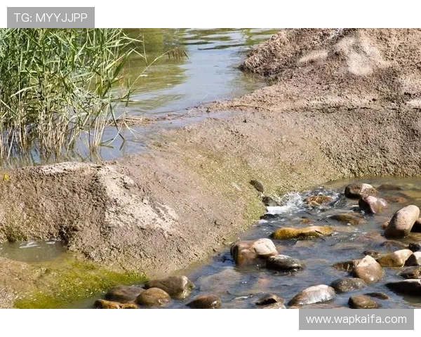 K8捕鱼技巧提升捕鱼效率的实用方法与实战技巧总结 K8捕鱼技巧提升捕鱼效率的实用方法与实战技巧总结